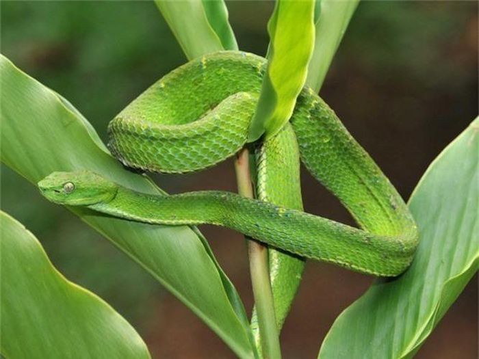 Rắn cây Viper ngụy trang giống hệt những chiếc lá xanh mơn mởn. 