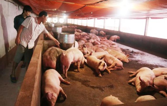 Các trang trại nuôi lợn quy mô lớn chưa ghi nhận có lợn bị dịch.