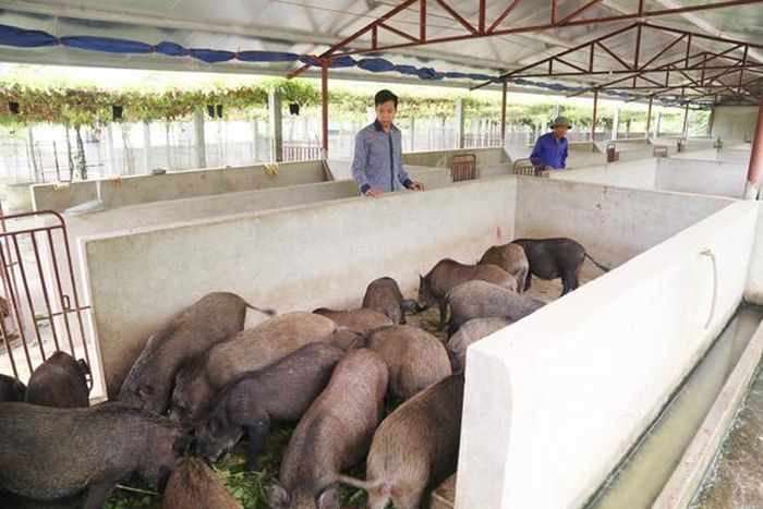 Khuyến khích người chăn nuôi phát triển mô hình nuôi lợn an toàn sinh học.