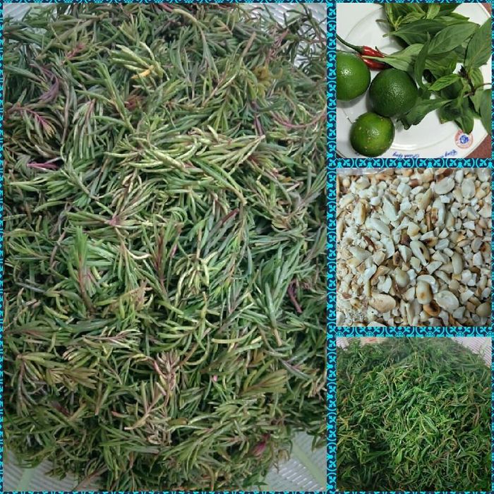 Rau nhót thường mọc hoang trên các đầm lầy, hồ tôm, ven theo các cánh đồng muối. Rau nhót thường ra ngọn nhiều vào mùa xuân. Ảnh: dulichnghean.