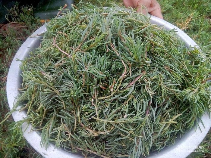 Rau nhót là loại rau rất quen thuộc với người dân ven biển Quỳnh Lưu (Nghệ An). Từ một món ăn dân dã thường xuất hiện trên mâm cơm của người dân, giờ đây rau nhót đã trở thành đặc sản được yêu thích đối với người dân thành thị. Ảnh: baonghean.