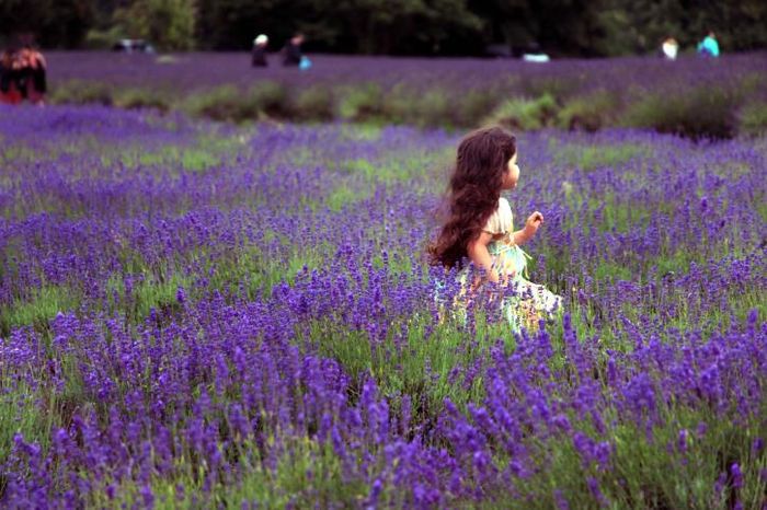 True Lavender có màu tím đậm, được trồng phổ biến ở những ngọn đồi đầy nắng ấm ở miền Nam nước Pháp và vùng Địa Trung Hải. Lavandin - lai giữa True Lavender và Spike Lavender - có màu tím xanh và trồng nhiều ở các nước như Anh, Mỹ, Úc, Pháp… Ảnh: Như Mai/TTXVN
