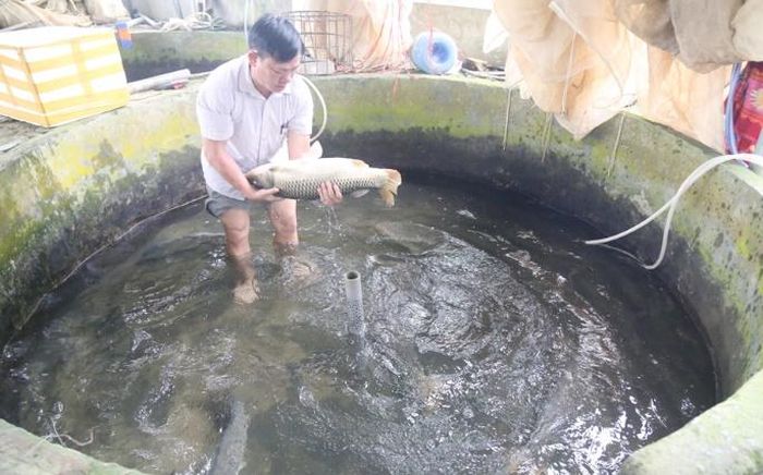 Kiểm tra cá bố mẹ cho sinh sản tại một cơ sở sản xuất, ương nuôi giống thủy sản ở xã Cốc San (Bát Xát).