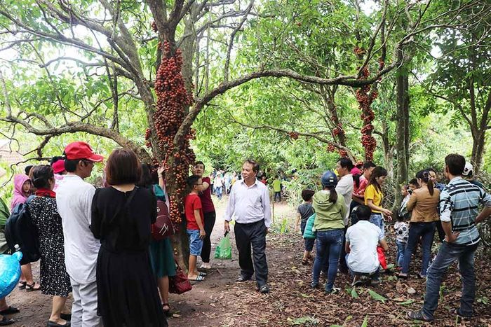 Đông đảo nhân dân vào tham quan, thưởng ngoạn vườn dâu da đỏ. Ảnh: Ngọc Minh
