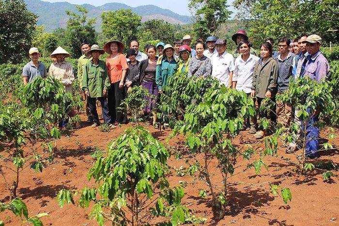Vườn cà phê chị Minh