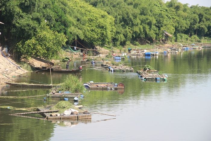 Người nuôi cá lồng trên sông Bồ gánh chịu nhiều rủi ro khi nguồn nước ngày càng ô nhiễm. 