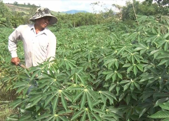 Nhờ chăm chỉ lao động sản xuất, hiện nay, mỗi năm gia đình anh Ân thu hàng trăm triệu đồng sau khi đã trừ chi phí. Ảnh: H.T