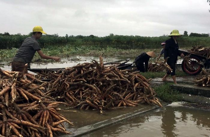 Nhiều diện tích sắn bị đổ ngã, nông dân Phong Bình đang tất bật thu hoạch chạy lũ.