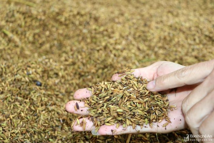 Thiếu nắng, lúa tươi đã bị ẩm mốc, nảy mầm.