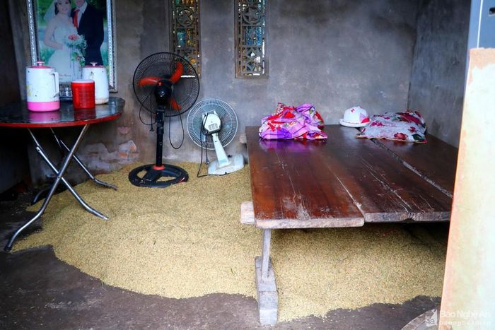 Để vớt vát thiệt hại, nhiều gia đình rải lúa phơi ở mọi góc ngách trong nhà, đêm đến lại bật quạt điện để hong khô lúa.