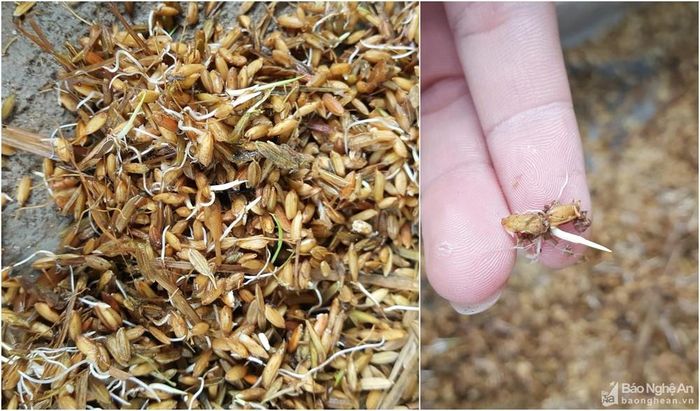 Có nhiều hộ dân lúa mọc mầm dài 2 - 3 cm. Theo người dân địa phương, đa phần sản lượng lúa vụ hè thu năm nay chỉ có thể làm thức ăn cho gia súc, gia cầm. Ảnh: Gia đình ông Lê Văn Hữu, xóm Bình Ngô, xã Thanh Giang, bị hỏng hoàn toàn 4 tạ lúa.