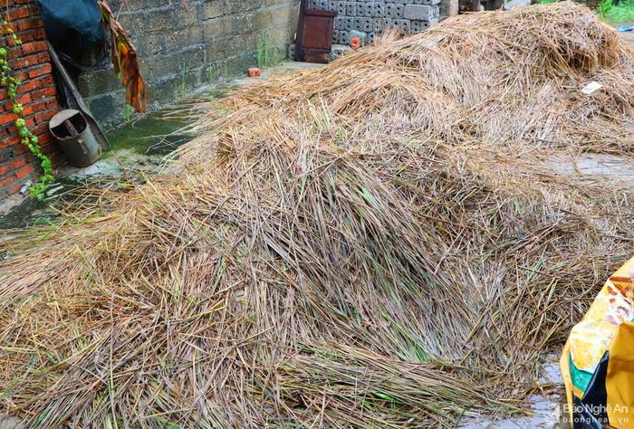 Số rơm mà bà con đưa về nhà cũng đã nhão nhoét, hư hỏng hoàn toàn.