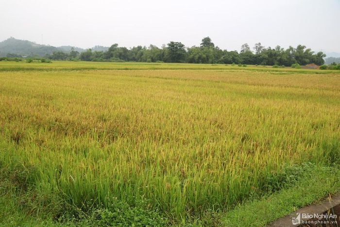 Được biết, trên địa bàn huyện Thanh Chương đã thu hoạch 4.200 ha lúa hè thu, còn 800 ha đã chín vàng nhưng chưa thế thu hoạch vì thời tiết xấu.