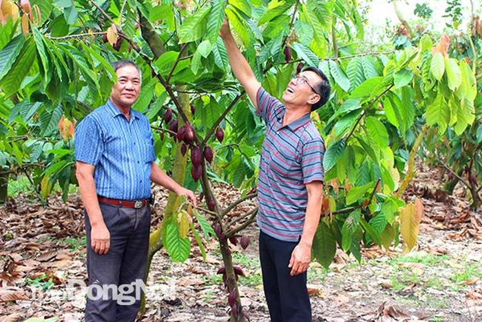 Ông Nguyễn Văn Thu, ấp 4, xã An Viễn, huyện Trảng Bom bên vườn cây ca cao xen điều. Ảnh:P.Tùng