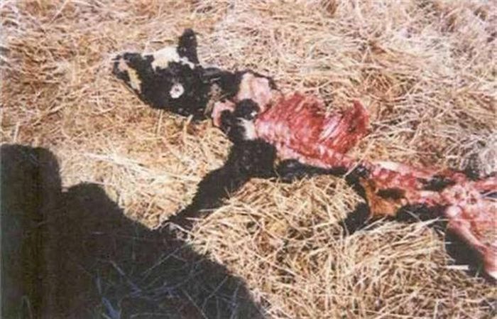 Xác gia súc bị cắt mất nhiều phần được tìm thấy gần trang trại Skinwalker năm 1997. Ảnh: Tumblr