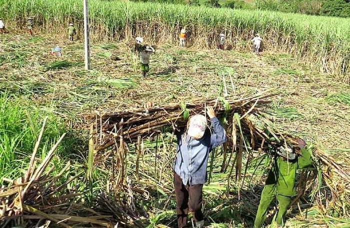 Người trồng mía gặp khó do nắng hạn kéo dài