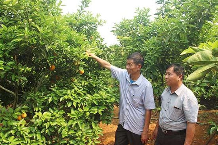 Mô hình trồng cây ăn quả của HTX Trường Tiến, xã Chiềng Ban (Mai Sơn)
