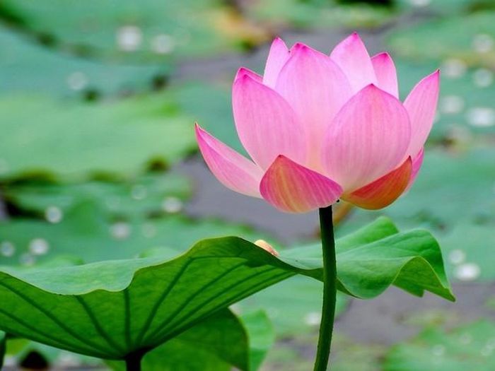 Hoa sen - một biểu tượng văn hóa của Việt Nam.
