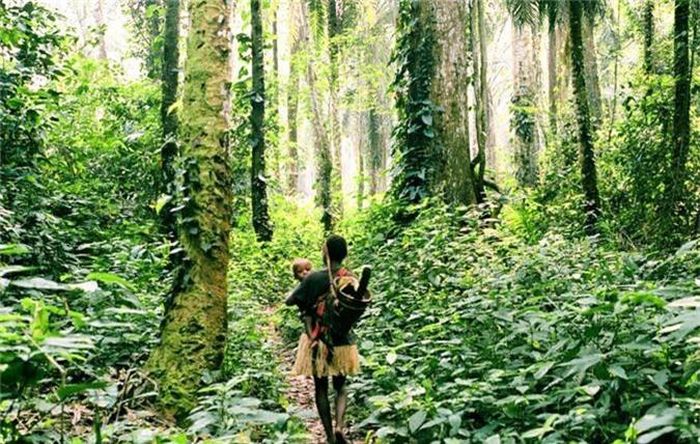  Với ý thức tôn sùng rừng xanh là đấng sinh thành vạn năng, người lùn Pygmy cấm kỵ chặt phá cây, chỉ có thể đợi khi cây chết tự nhiên, cành lá khô mới đem về nhóm lửa nấu cơm. 