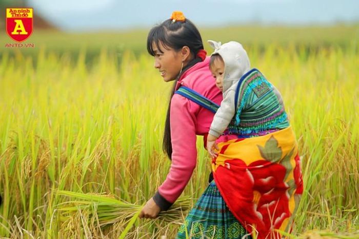  Có một điều mà bất cứ du khách nào cũng ấn tượng mà ít thấy ở những nơi khác là các em bé thường được người mẹ địu trên lưng để ra đồng làm ruộng 