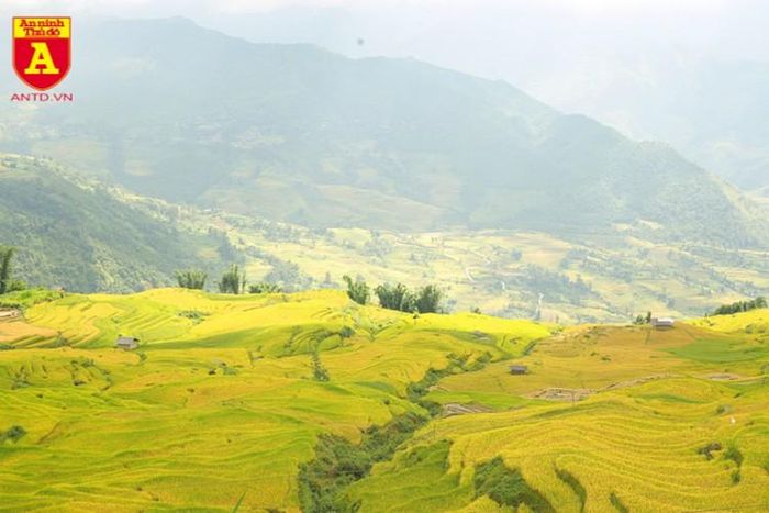  Những thửa ruộng bậc thang ở Y Tý lúc trải dài, lúc đan xen trên những triền núi chạy thẳng xuống tới tận thung lũng, khiến ai đứng ở nơi đây ngắm nhìn một lần cũng muốn quay trở lại thêm nhiều lần nữa 