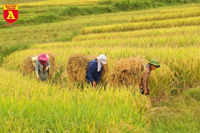  Mùa gặt cũng là thời điểm cả gia đình cùng tham gia việc đồng áng 