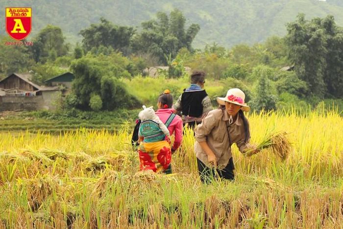  Những cánh đồng lúa đang dần được thu hoạch 