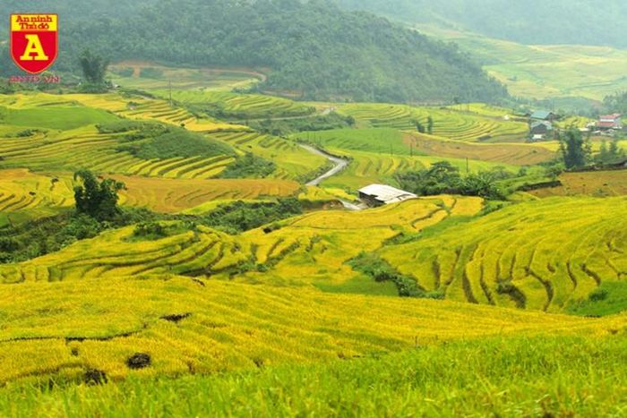  Những thửa ruộng bậc thang tại Y Tý được thiên nhiên sắp đặt như những bức tranh làm mê đắm lòng người 