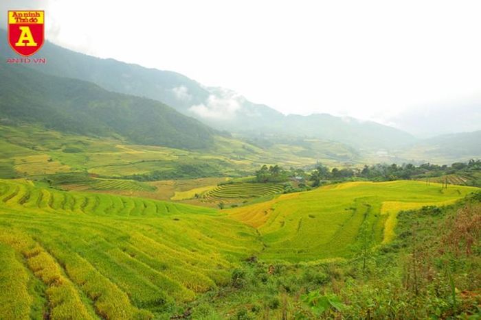  Trên mây trắng dưới lúa chín vàng, cảnh sắc của núi rừng Tây Bắc như được tô điểm thêm cho vẻ đẹp của mình 