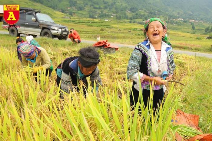  Từ dưới thung lũng hay sát bên đường, chúng ta có thể bắt gặp những hình ảnh người dân đang thu hoạch lúa 