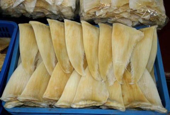 Tương tự, vi cá mập cũng được xem là thực phẩm đắt hơn vàng. Tại Việt Nam, giá của vi cá mập cũng đa dạng, tùy vào người bán. Ảnh: Internet.
