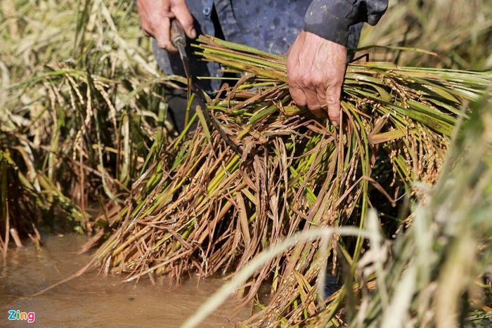 Một số xã như Khánh Lộc, Xuân Lộc, Tiến Lộc, Vượng Lộc... do địa hình thấp trũng, xuống giống muộn nên lúa còn xanh. Toàn bộ diện tích hè thu thiệt hại nặng.
