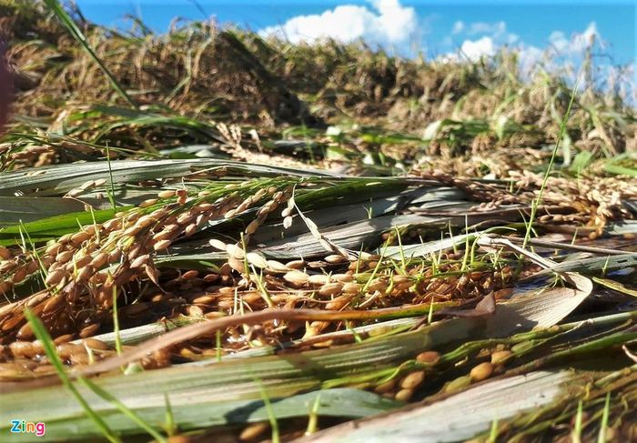 Ngập lâu ngày, hầu hết hạt lúa dù còn nằm trên bông đã mọc mầm, hư hỏng.