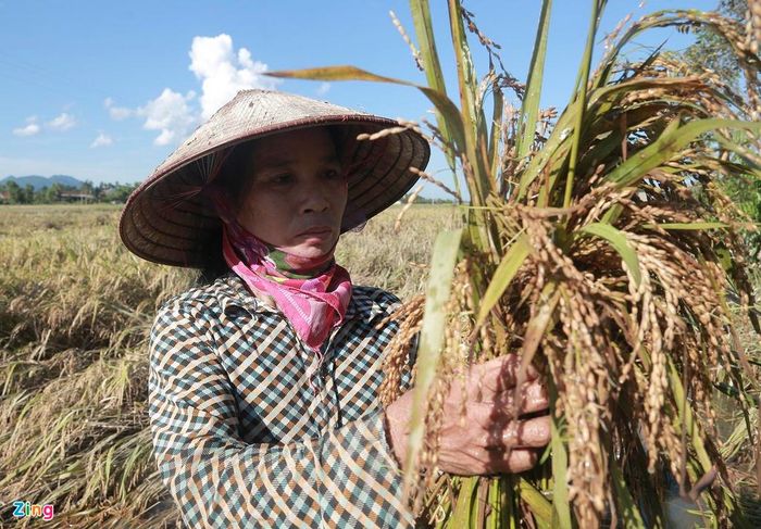 Lúa ở trên đồng mọc mầm cũng không thể cứu vãn. "Công chăm sóc coi như đổ xuống sông, xuống biển, chỉ biết gặt về cho gà, vịt ăn", bà Phùng Thị Chiến chua xót.