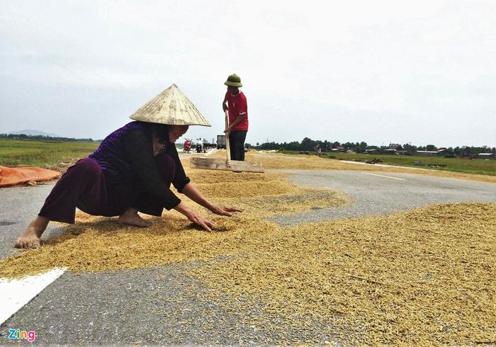 Bà Trần Thị Thuần (xã Thạch Xuân, huyện Thạch Hà) nói khi thấy cảnh báo mưa lớn có nguy cơ lũ lụt, gia đình đã huy động nhân lực để gặt.
