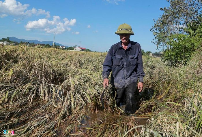 Ông Trần Sỹ Huỳnh, xã Khánh Lộc (Can Lộc), cho biết gia đình có 1 mẫu lúa nhưng hơn 5 sào do không gặt kịp nên đã bị ngập nước. “Lúa nảy mầm hết rồi. Giờ gặt về cho gà, cho trâu ăn thôi. Công chăm sóc mấy tháng qua công cốc hết”, ông buồn bã.