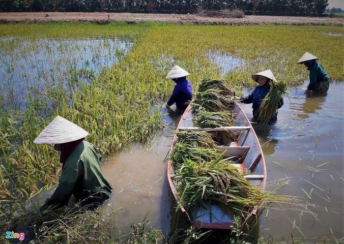 Tỉnh Hà Tĩnh chưa có báo cáo cuối cùng về con số thiệt hại do đợt mưa lũ vừa qua. Tuy nhiên, riêng về cây lúa, theo báo cáo nhanh của Ban chỉ huy Phòng chống thiên tai và tìm kiếm cứu nạn tỉnh, Hà Tĩnh có hơn 2.855 ha bị ngập úng. Trong đó, nhiều ha ngập sâu.