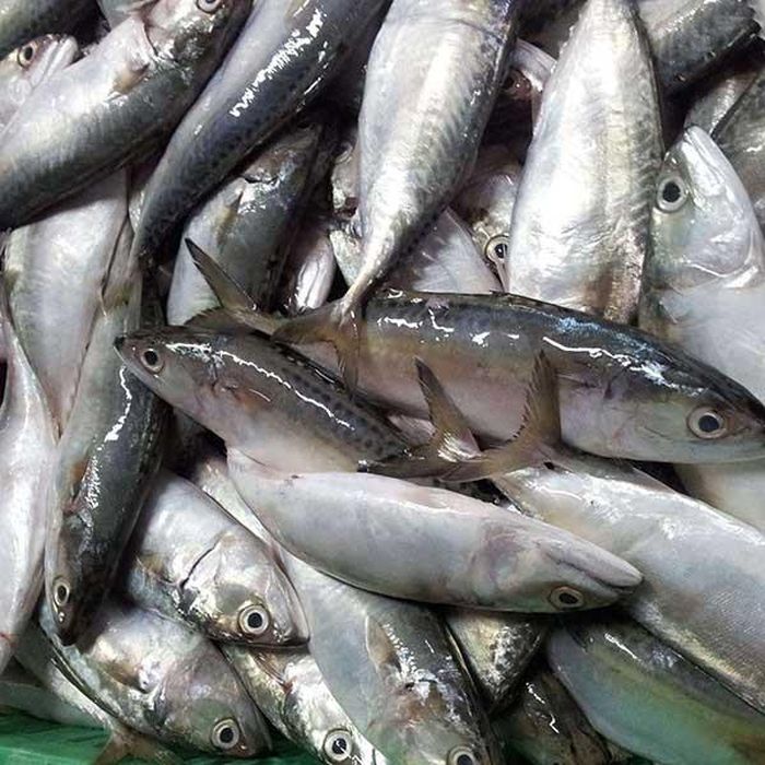 Cá sòng gió có kích thước thường gặp từ 94mm – 148mm, toàn thân, phần trên nắp mang và má phủ vảy tròn nhỏ, vây lưng và vây hậu môn có hình nón. Ảnh: tomcuacaghe.
