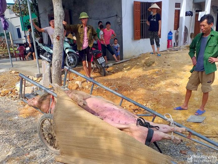 Huyện Hưng Nguyên đã tiêu hủy 1.351 con lợn bị nhiễm dịch. Ảnh: Quang An