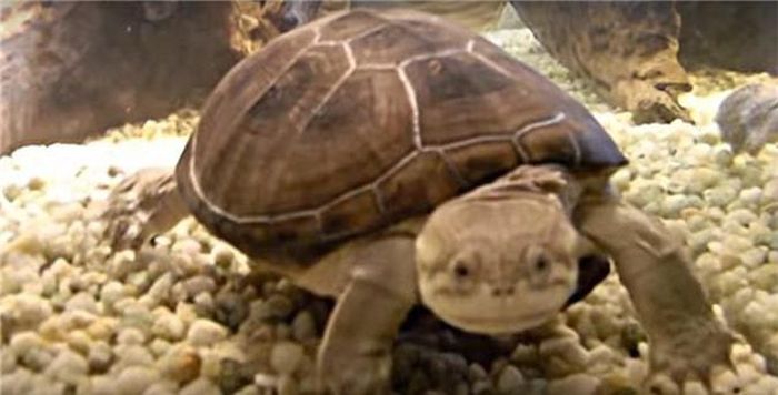  Rùa hôi Pelomedúa subrufa, còn gọi là African helmeted turtle là loài rùa phân bố rộng rãi nhất châu Phi. Chúng là loài ăn tạp, từ bọ kí sinh đến chim non và động vật có vú nhỏ. Rùa hôi còn tấn công cả vịt con bằng cách dìm nó xuống nước, rỉa sạch mồi của người đi câu. Chính vì ăn tạp nên chúng nổi tiếng bởi là loài có mùi cơ thể rất nặng, dưới chân có 4 tuyến chuyên tiết ra mùi hôi cực khó chịu. Tuy vậy, vì khuôn mặt vui vẻ như đang cười, chúng vẫn được nuôi như loài rùa cảnh. 
