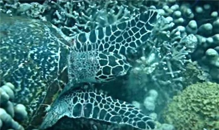 Rùa có thể ăn chất độc. Đó là loài rùa đồi mồi không bằng lòng với những thực phẩm nhạt nhẽo hàng ngày của mình, chúng tiêu hóa cả một số sinh vật có chứa độc tố. Điều này có thể khiến cho những người yêu thích thích rùa gặp họa, bị nhiễm độc thứ cấp khi không khử độc thịt rùa đúng cách. Bên cạnh ăn chất độc, chúng còn có thể ăn cả một số mảnh kính sắc nhọn nhỏ mà không hề hấn gì. 