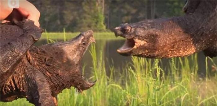  Rùa cá sấu có đầu to, bộ hàm cực khỏe, mai nhiều gai, cùng vẻ hung dữ, hình ảnh của chúng gợi nhớ đến những loài khủng long xa xưa. Với trọng lượng lên tới 90kg khi trưởng thành, lực cắn của rùa cá sấu cực kỳ ấn tượng. Tuy vậy đó không phải là tất cả về loài rùa này, chúng còn sở hữu cách thu hút mồi hiệu quả đáng được trao giải trong thế giới động vật. Lưỡi của chúng có một phần phụ giống nhưng những con sâu nhỏ, khi loài cá mắc bẫy, rùa chỉ việc khép hàm và tận hưởng bữa ăn ngon lành. 