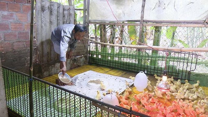 Người dân thôn Trà Lộc, xã Hải Xuân chuyển qua nuôi ngan để có thêm thu nhập trong lúc chăn nuôi lợn đang gặp khó khăn
