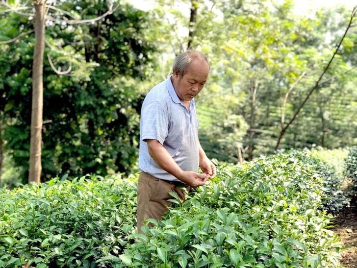 Ông Bàng Minh Hạnh, thôn Khuôn Hẻ, xã Kim Quan (Yên Sơn) kiểm tra vườn chè Ngọc Thúy của gia đình.