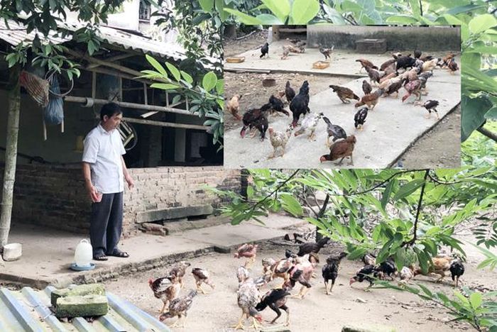 Ông Lê Văn Vinh, thôn 1, xã Đội Cấn (TP Tuyên Quang) chăm sóc đàn gà.