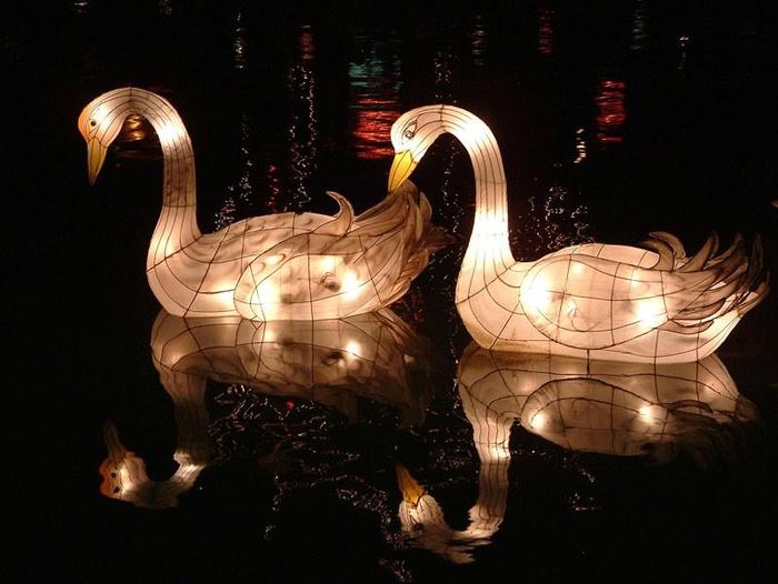 Rước thỏ đón trăng rằm nay "xưa" rồi. Những chiếc đèn lồng thiên nga với ánh đèn lung linh thả trôi theo dòng nước sẽ là thú chơi mới của nhiều bạn trẻ năm nay. Ảnh: sdmedia.vn