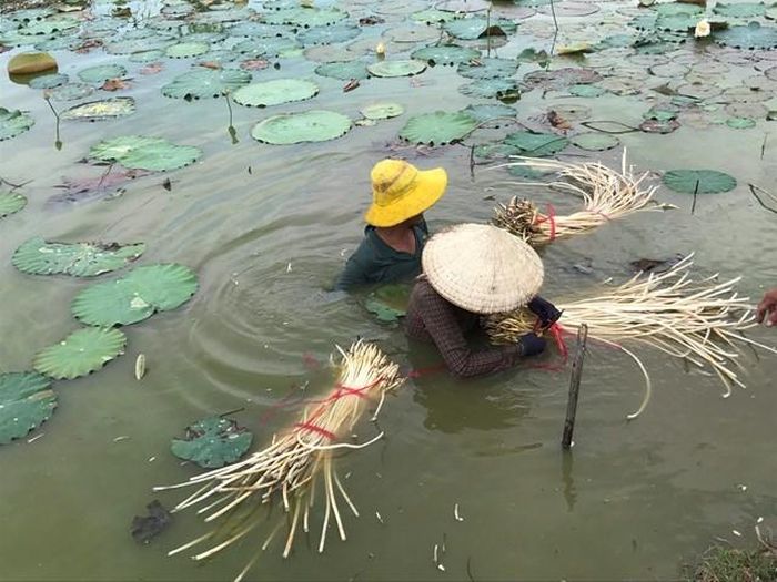 Lấy ngó sen trên đồng ở Long An.