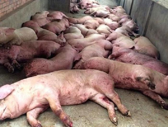  Sau 7 tháng phát hiện ổ dịch tả lợn Châu Phi đầu tiên, hiện tại, đã có 63 tỉnh thành phố có ổ dịch. Thiệt hại ước tính lên tới hàng nghìn tỉ đồng, hơn 4.4 triệu con lợn đã bị tiêu hủy 
