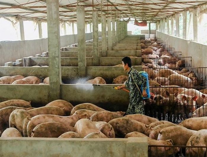  Dịch tả lợn Châu Phi đã khiến cho thị trường thịt lợn của Trung Quốc điêu đứng. Ước tính nước này đã phải tiêu hủy hơn 100 triệu con lợn vào hồi năm 2018. Sang năm 2019, con số này vẫn chưa dừng lại và dịch tả lợn vẫn chưa được dập tắt hoàn toàn 