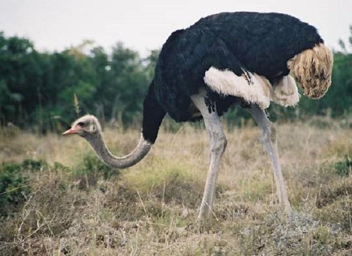  Đà điểu.
